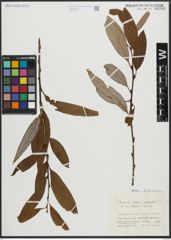 Foto von Salix alba L. x Salix fragilis L.